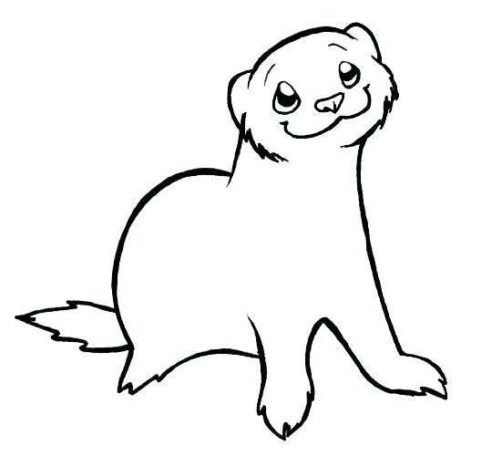 540x500 Ferret Coloring Pages Deluxe Ferret Coloring Pages Baby Ferret