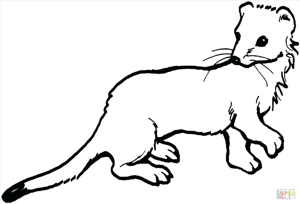 1023x694 Ferret Coloring Pages Ferret Coloring Pages Ferret Coloring Pages