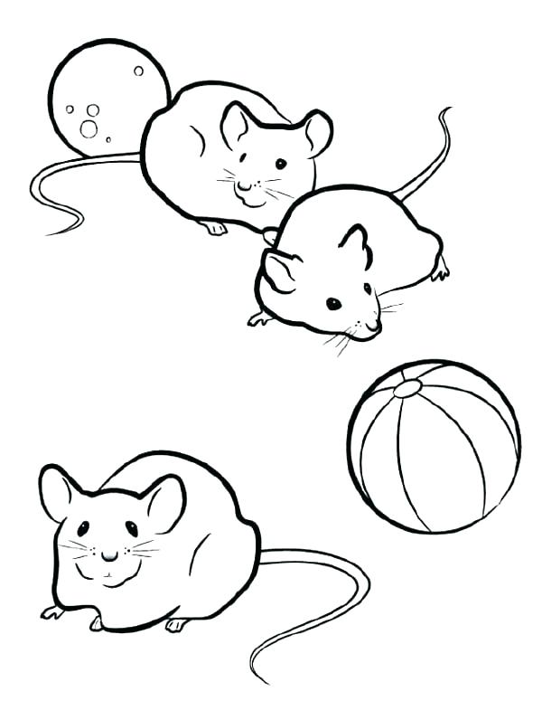 600x775 Gerbil Coloring Pages Ferret Coloring Pages Gerbil Animal Coloring