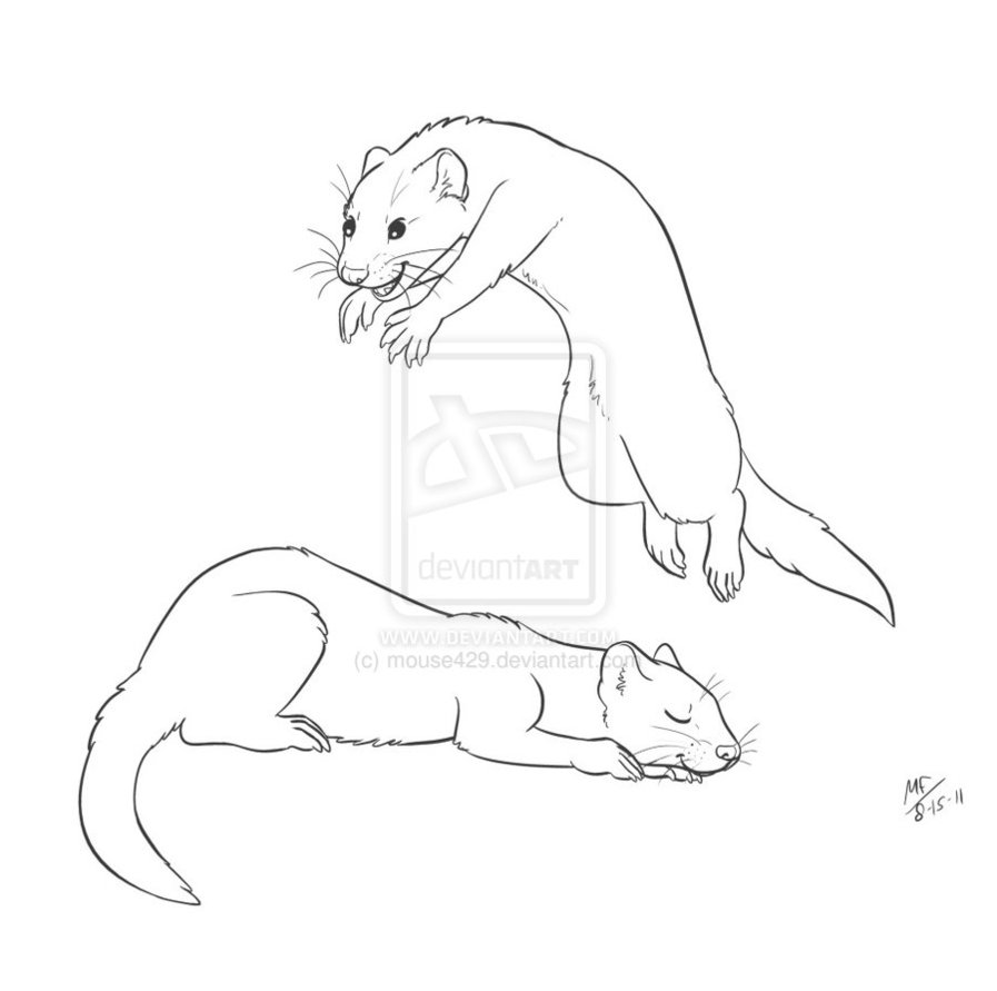 897x891 Adult Ferret Coloring Pages Adult Coloring Pages Ferret. Realistic