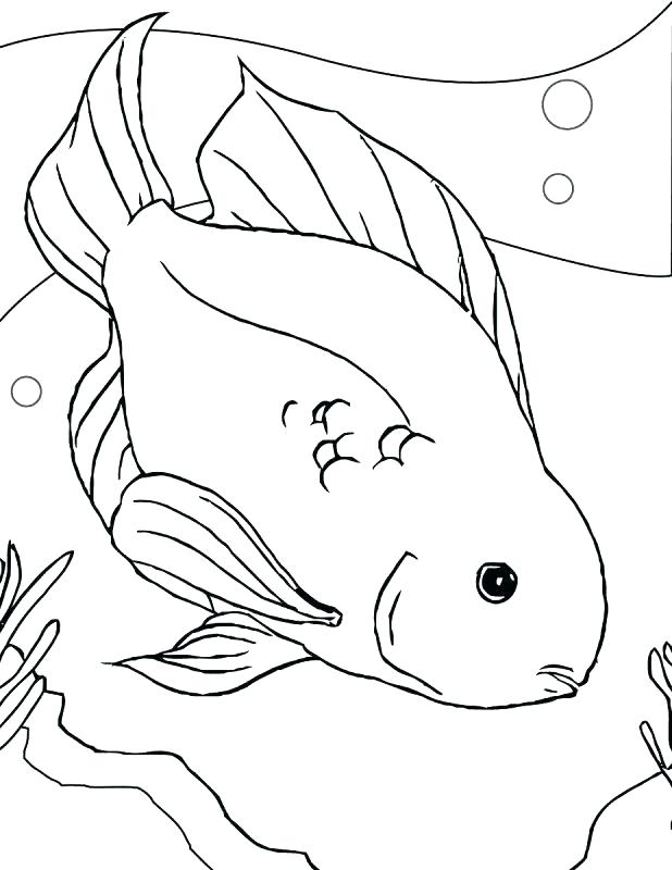 618x800 Baby Ferret Coloring Pages Printable Coloring Ferret Coloring