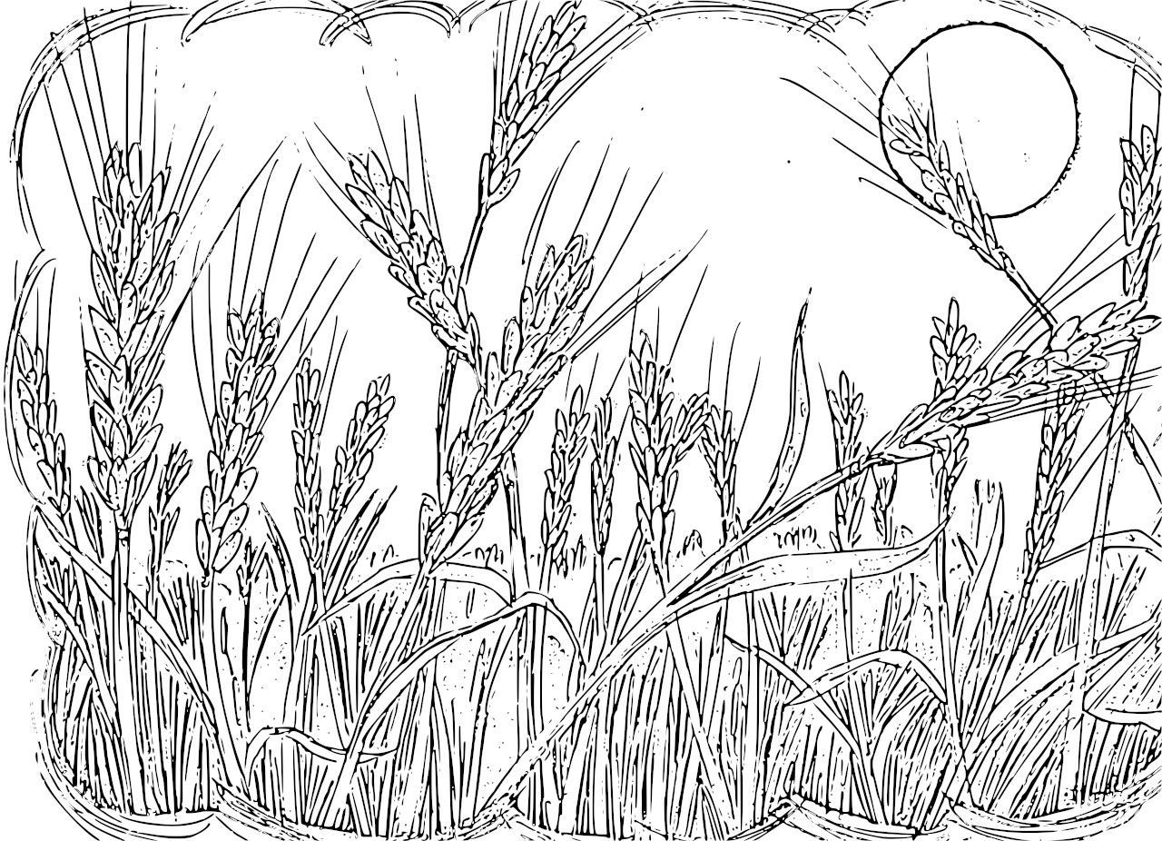 1280x926 Wheat Field Coloring Pages By Robert Teaching