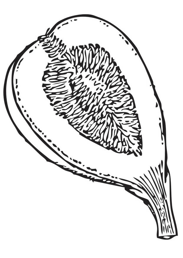 620x875 Coloring Page Fig