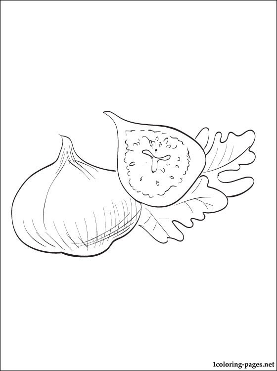560x750 Fig Coloring Page To Print Out Coloring Pages
