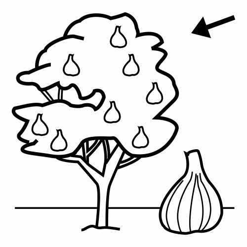 500x500 Fig Coloring Pages 2 Nice Coloring Pages For Kids