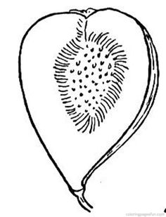 236x309 Fig,figs Coloring Pages,fruits It's National Fig Week!