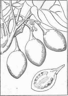 236x333 Fig Tree Leaves Coloring Pages Scripture Safari 2016