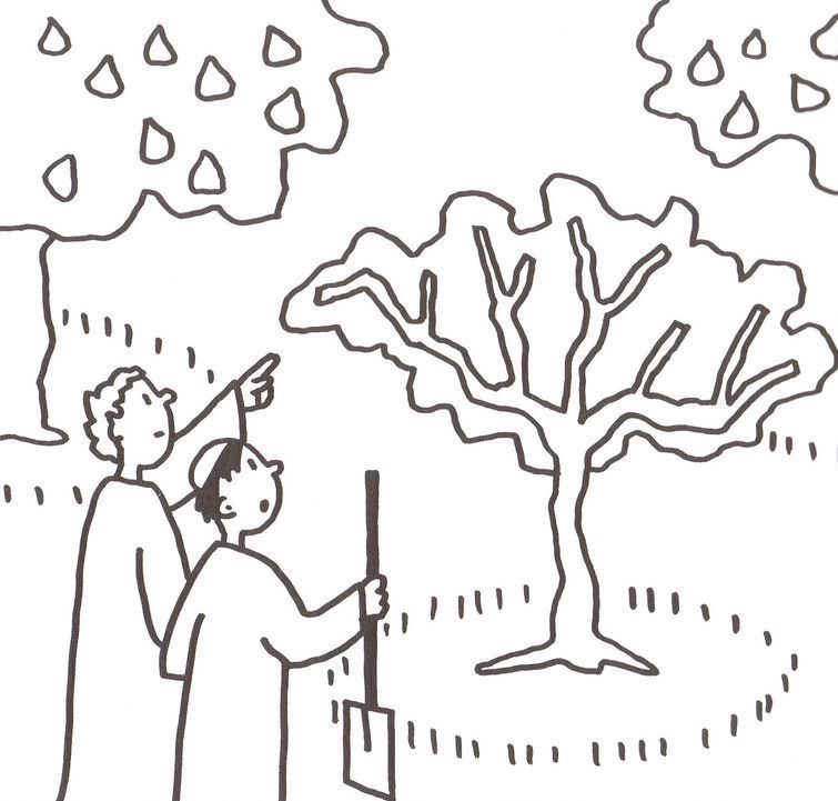 755x721 Fig Tree Parable Coloring Page