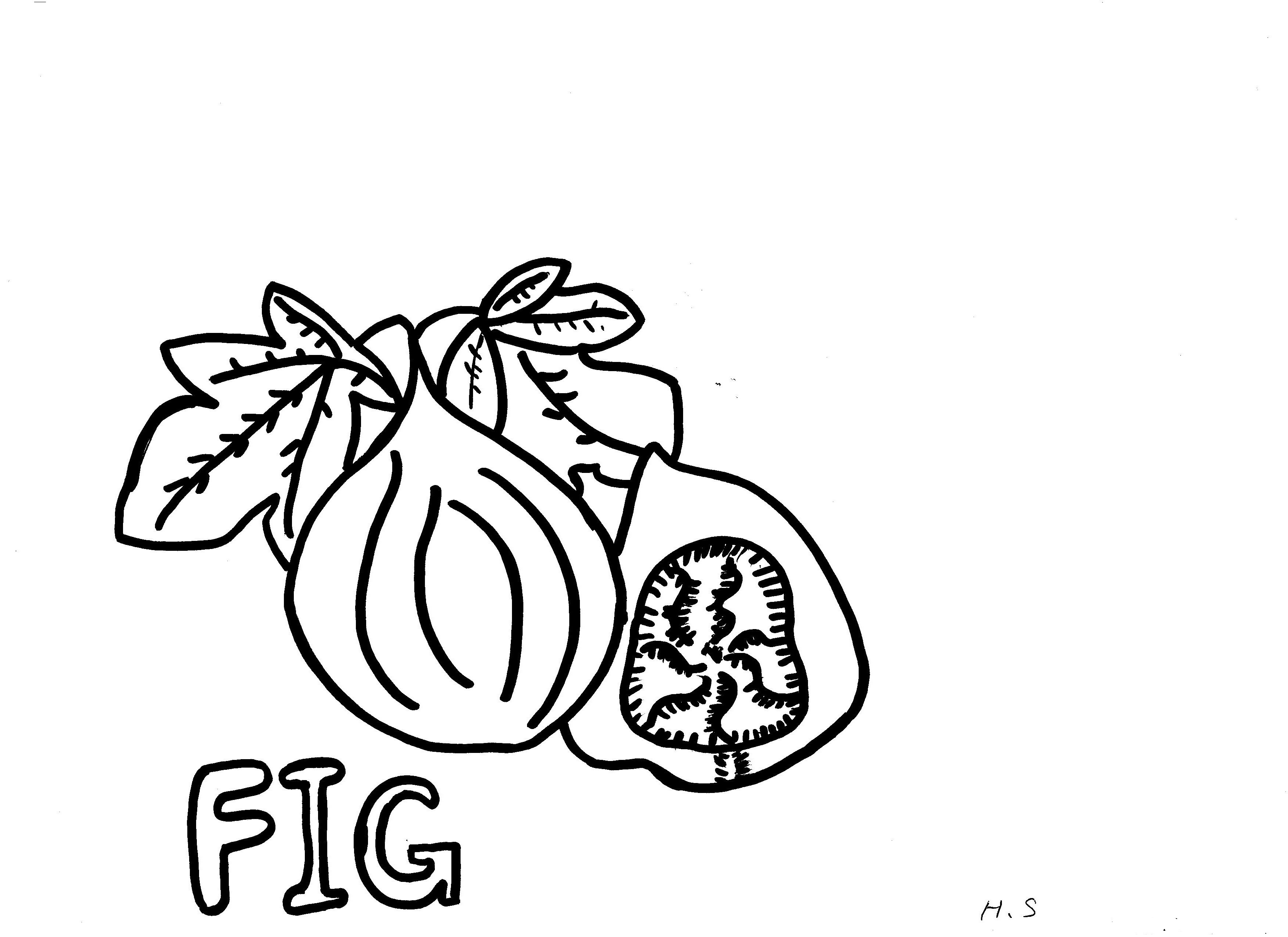 3507x2550 Inspiration Coloring Page Fig Tree