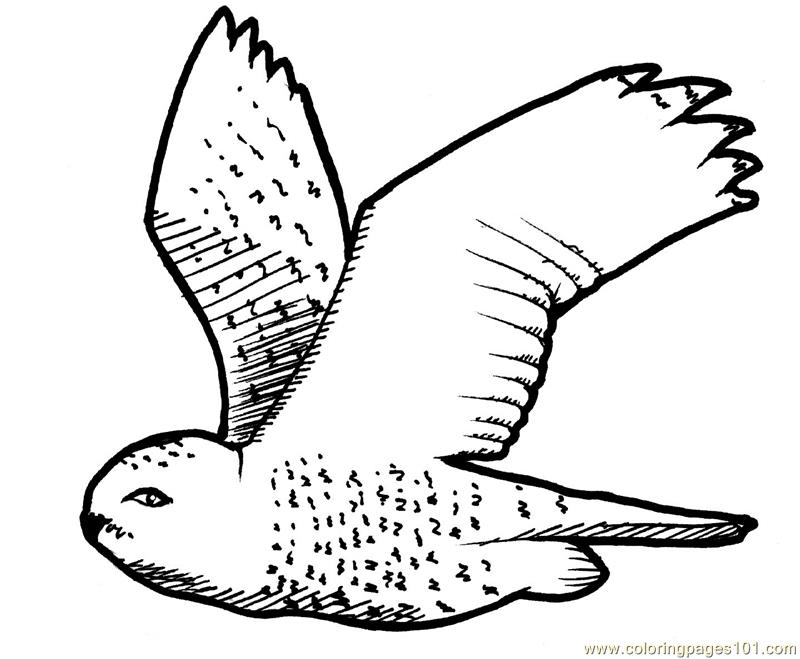 800x659 Finch Flying Coloring Pages