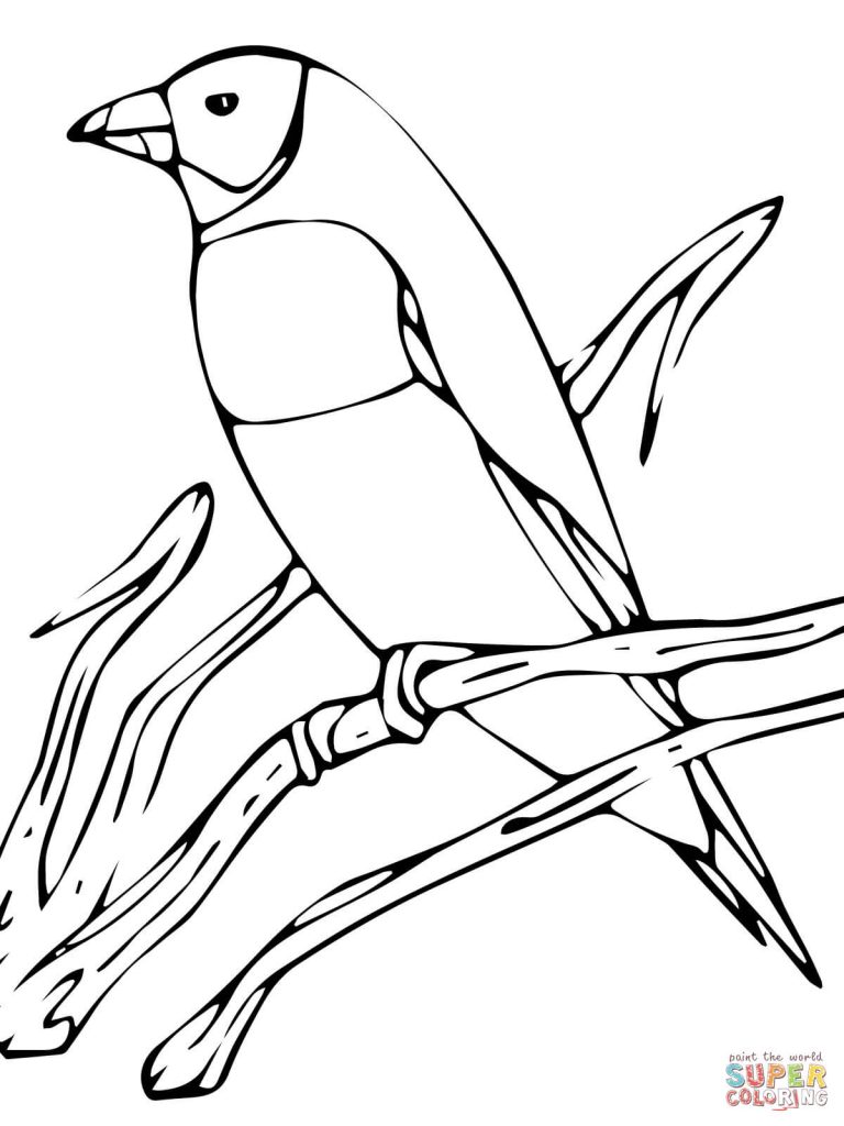 768x1024 Gouldian Finch Print Coloring Page