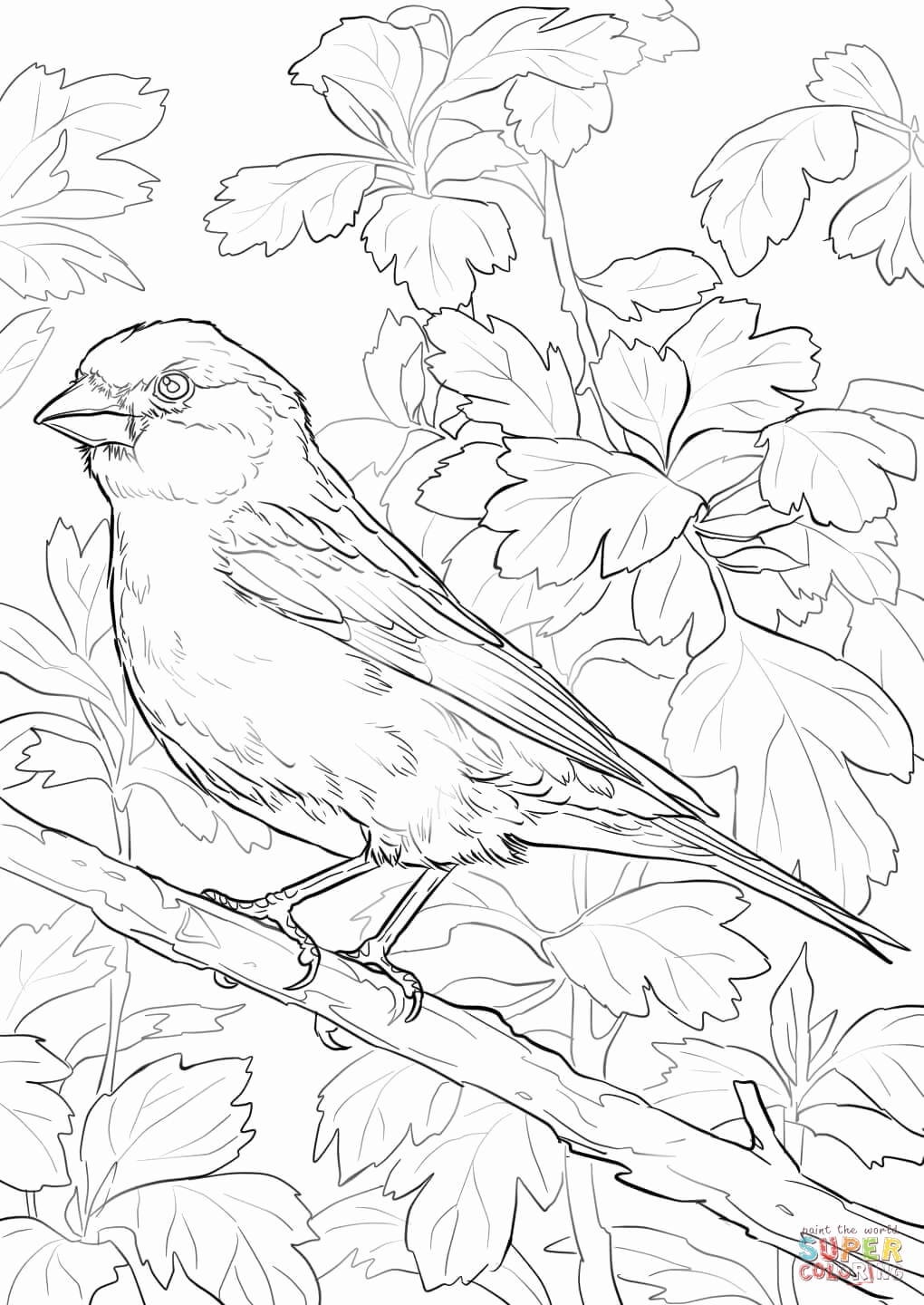 1020x1440 Purple Finch Coloring Page Photograph Purple Finch Coloring Page