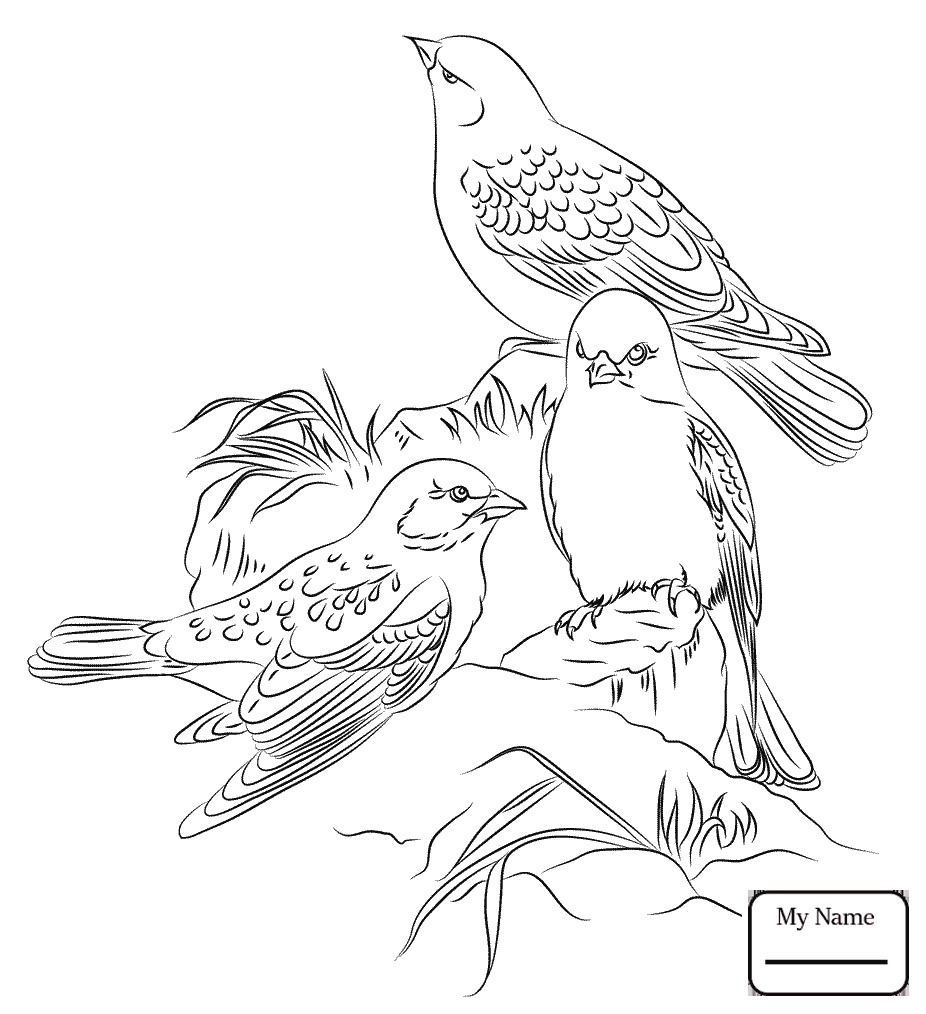 926x1014 Unparalleled Purple Finch Coloring Page Pages Birds Finches Black