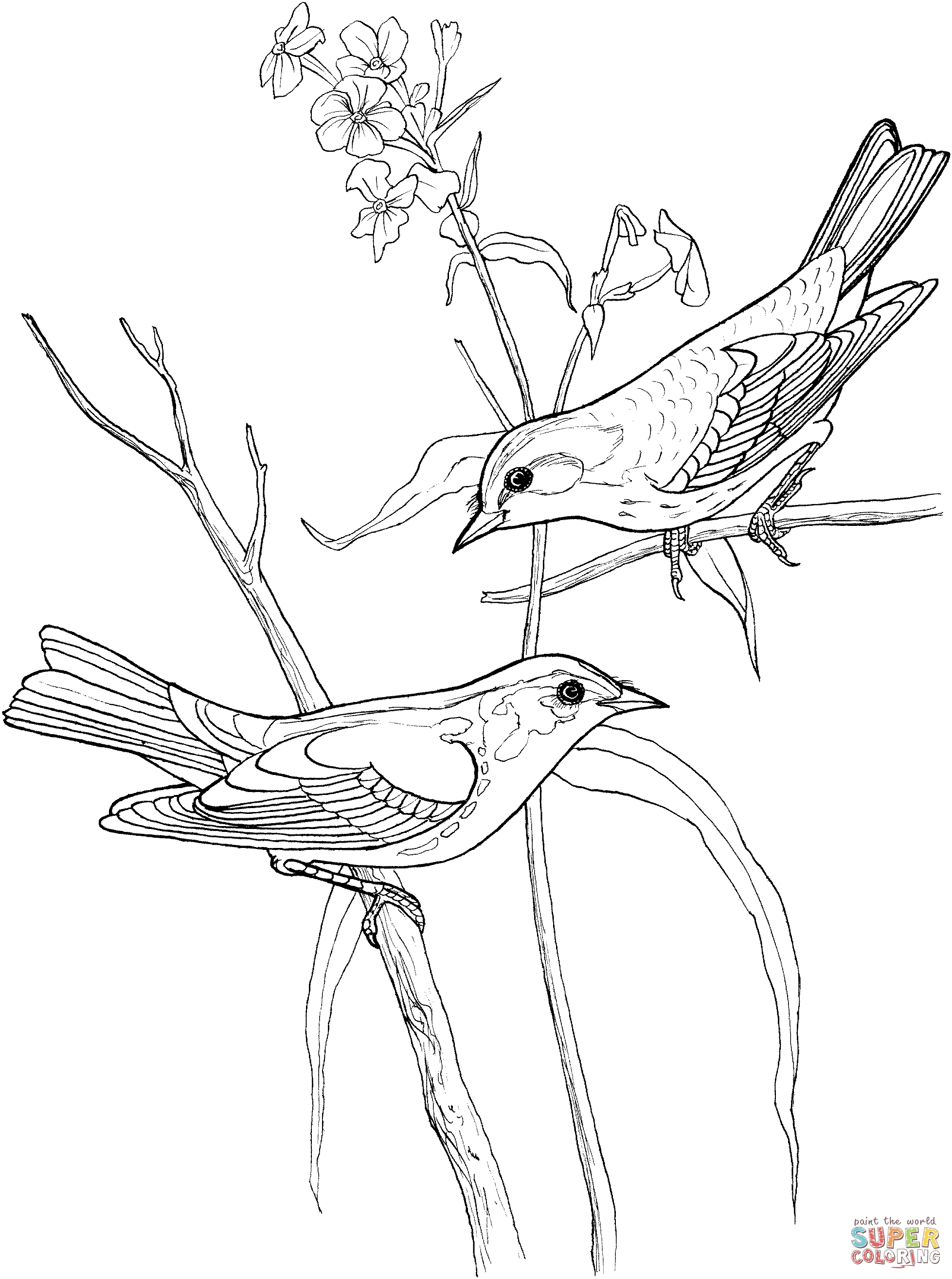 1957x2629 Awesome Warbler Coloring Pages Design Printable Coloring Sheet