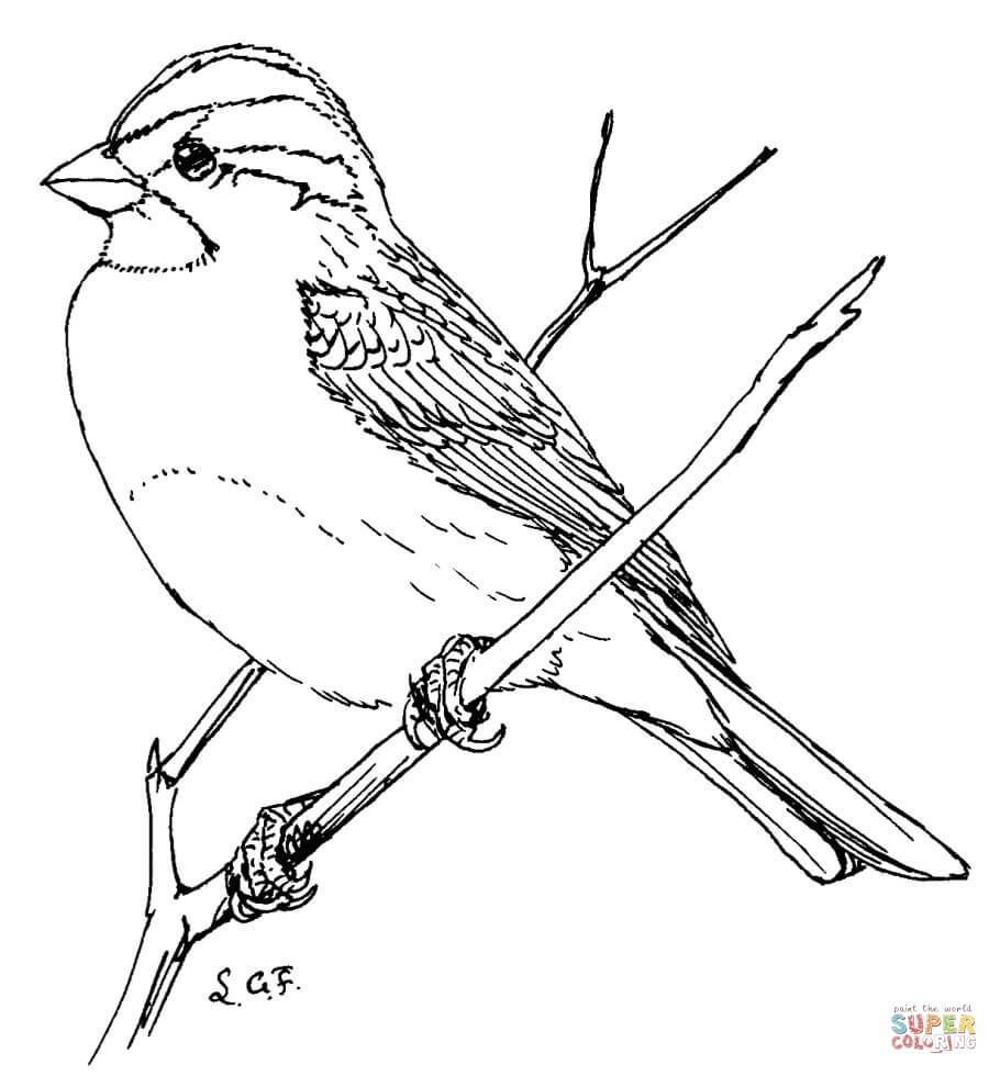 910x980 Best Of Bird Sparrow Coloring Page Design Printable Coloring Sheet
