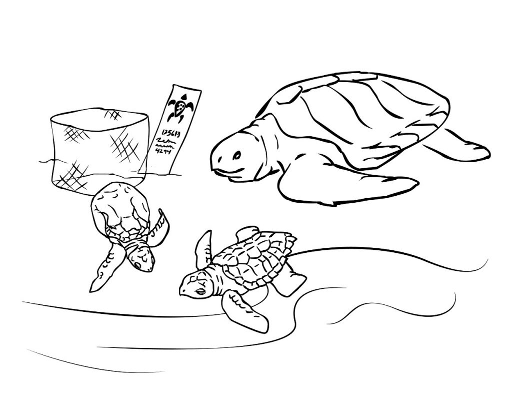 1024x791 New Sea Turtle Coloring Page Best Book Ideas For Kids