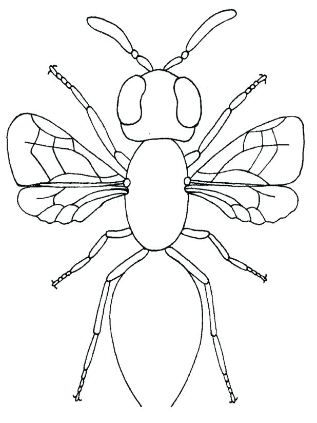 618x824 Firefly Coloring Page Firefly Coloring Page Firefly And Four