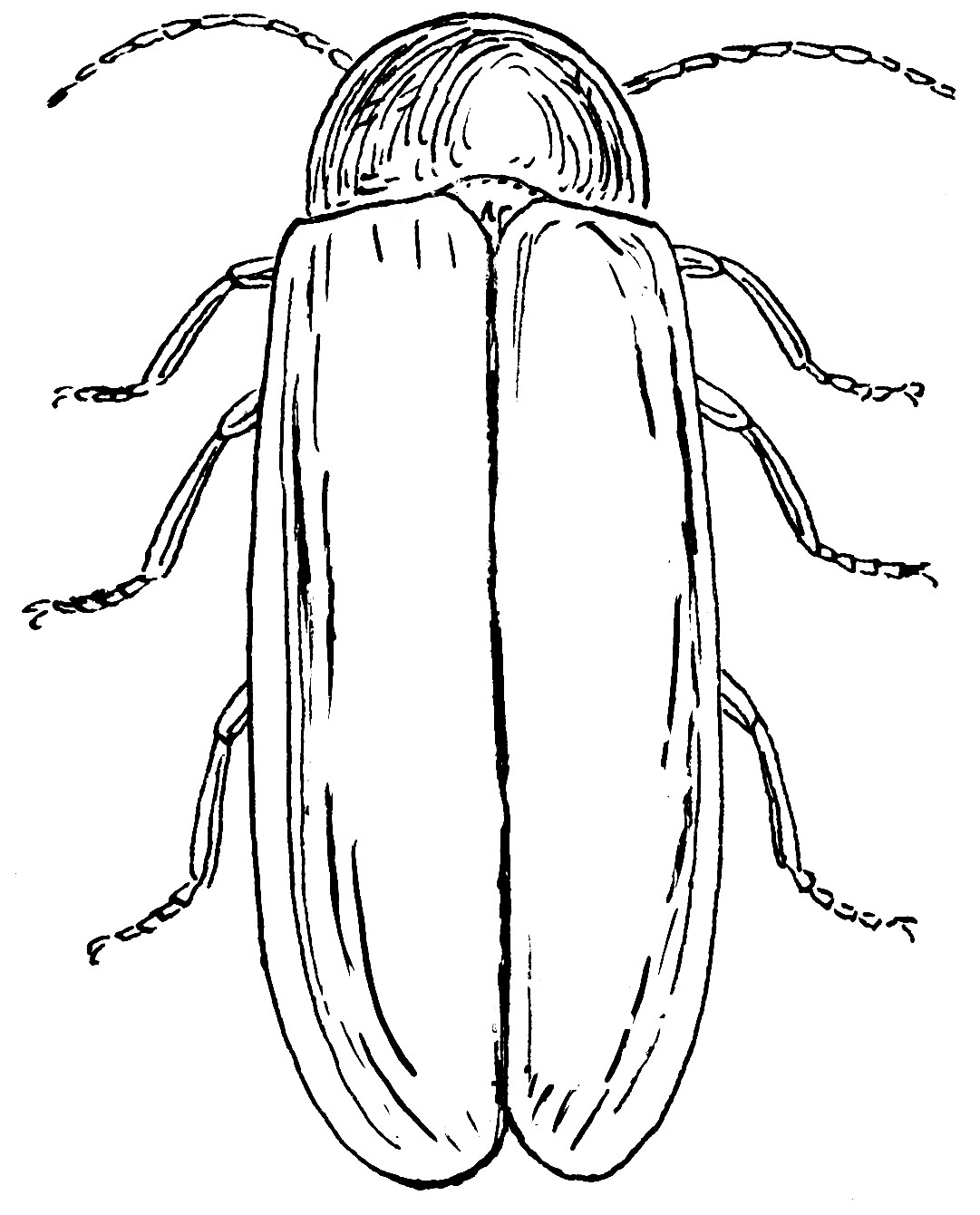 1081x1340 Firefly Insect Drawing 7 17 Coloring Pages