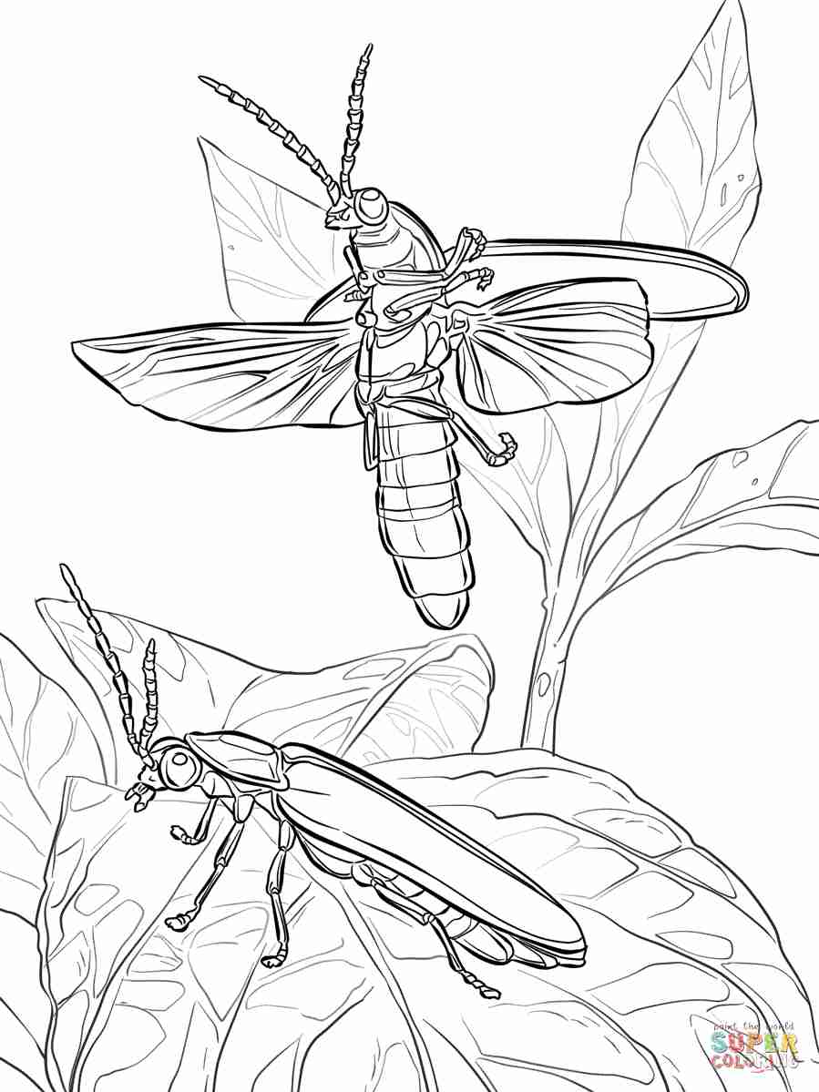 899x1199 Fireflies Coloring Page Olegratiy