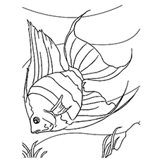 230x230 Top 25 Free Printable Fish Coloring Pages Online