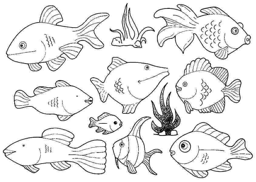 844x600 Fish Coloring Pages To Print Fish Coloring Pages Together