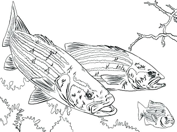 600x449 Fishing Pole Coloring Page Fishing Rod Icon Fishing Pole Coloring