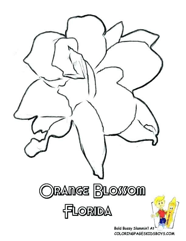 612x792 Florida Flag Coloring Page Flag Coloring Page Coloring Pages Free