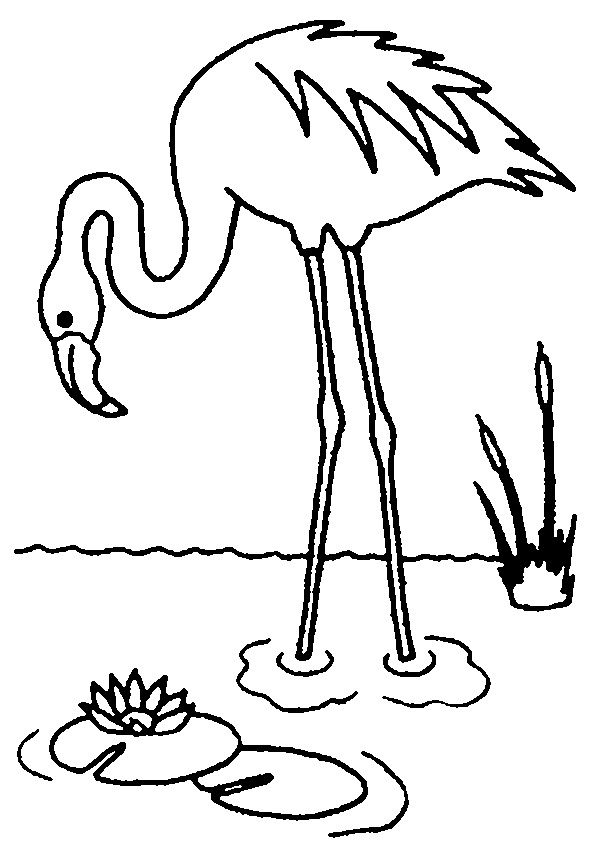 595x842 Flamingo Coloring Page Animal Coloring Page