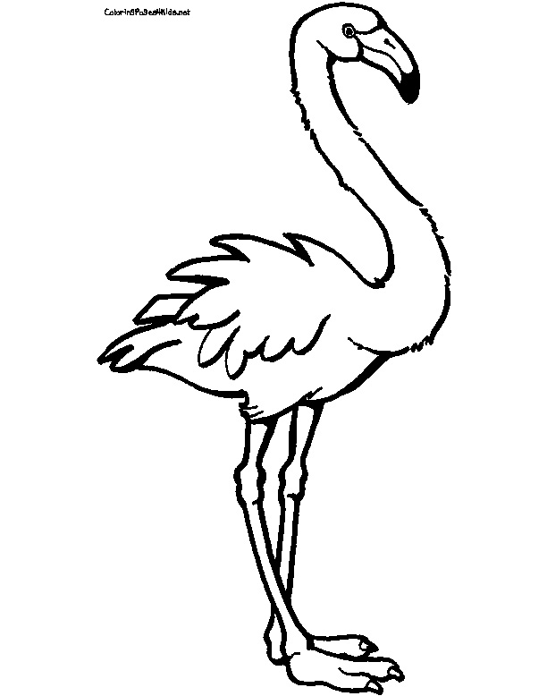 612x778 Flamingo Coloring Pages