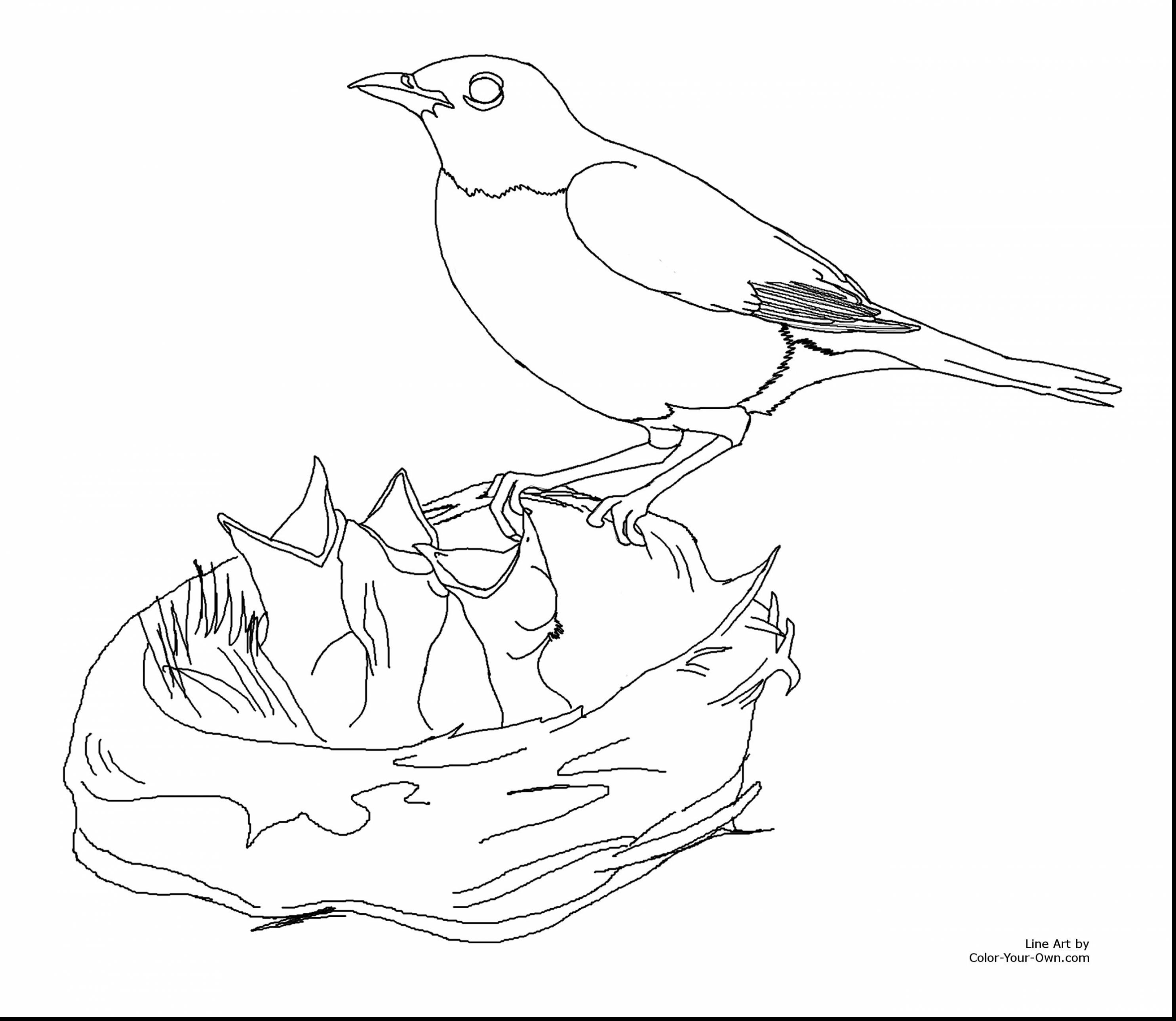 2970x2578 New Red Tailed Hawk In Flight Coloring Page