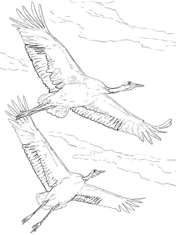 360x480 Red Crowned Cranes In Flight In The Sky Coloring Page