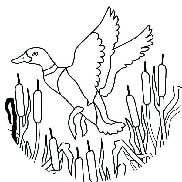600x600 Remarkable Coloring Pages Of Birds Flying Broad Wings Bird