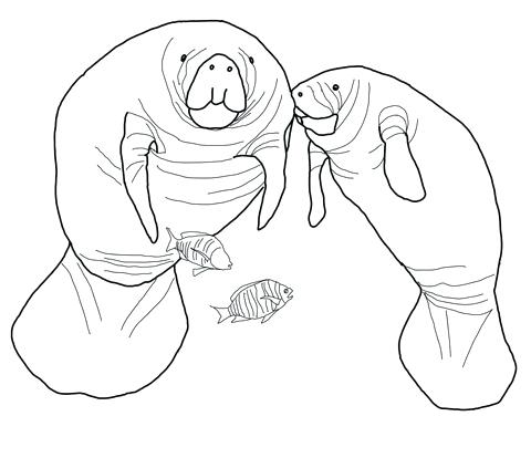 480x414 Florida Coloring Page Click To See Printable Version Of Manatee