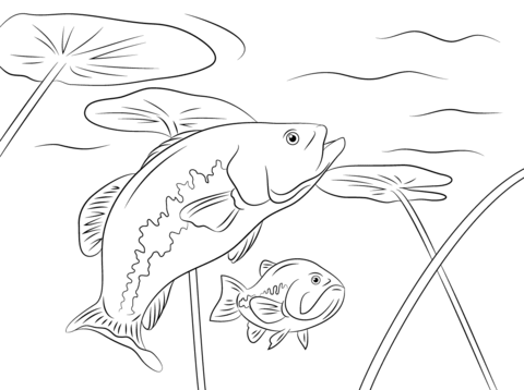 480x358 Largemouth Basses The Animal Fish From Florida Coloring Page