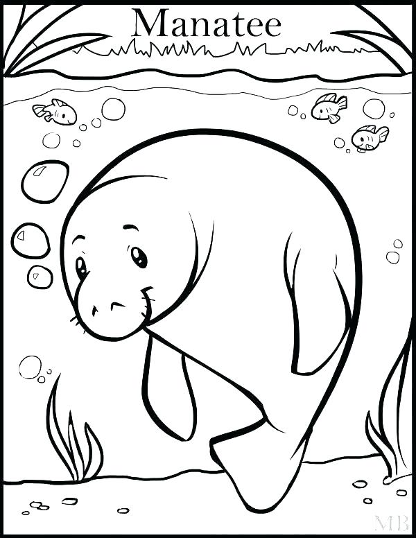 600x776 Manatee Coloring Page Manatee Coloring Pages Manatee Coloring
