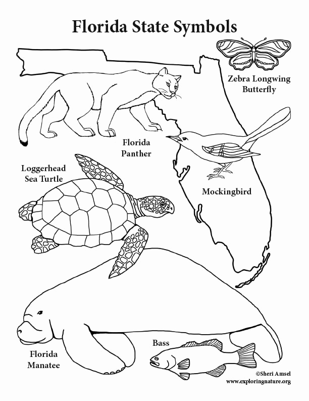 612x792 12 New Of Florida Coloring Page Gallery