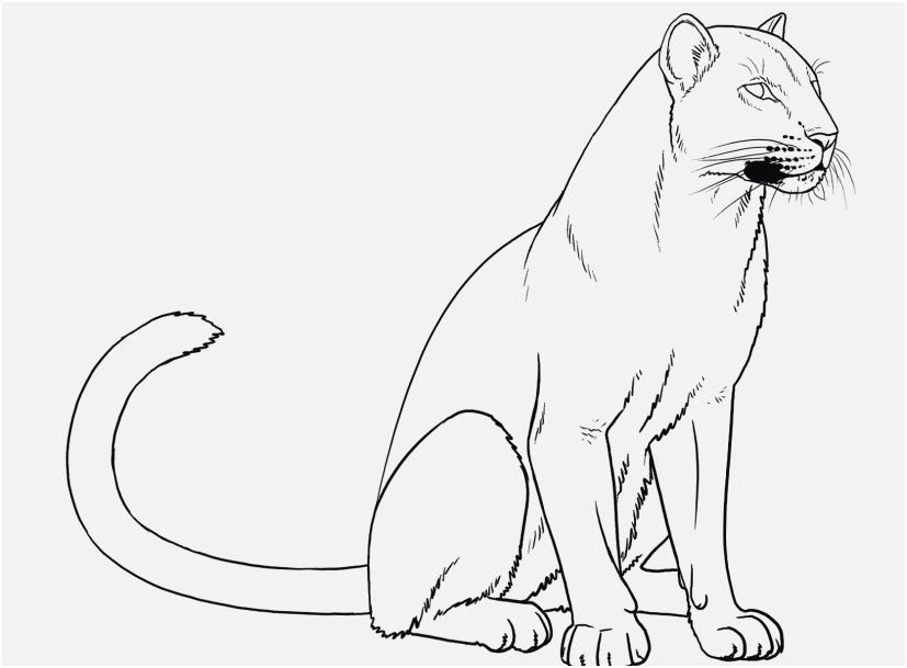 827x609 Panther Coloring Pages Shoot Draw Panther Category Coloring Pages