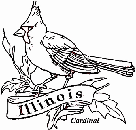 480x458 Florida State Bird Coloring Page Stock State Bird Coloring Page