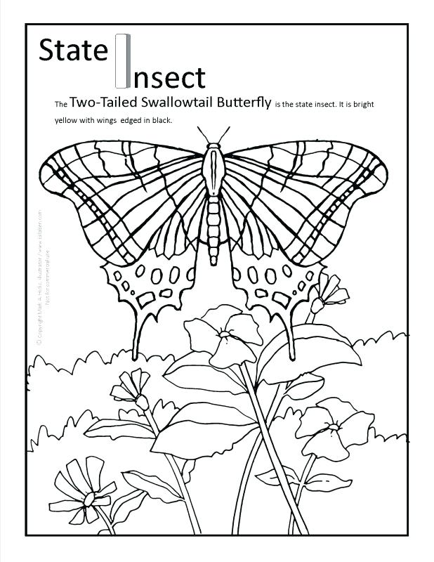618x800 Florida State Coloring Pages Yoschool.site