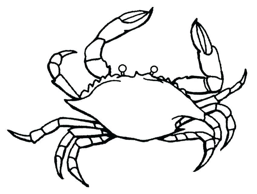 850x640 Flounder Coloring Pages Flounder And Coloring Pages Crab To Print