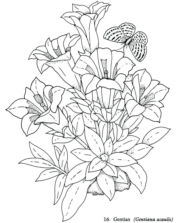 591x750 Flower Basket Colouring Pages Coloring Book Flowers Fabulous