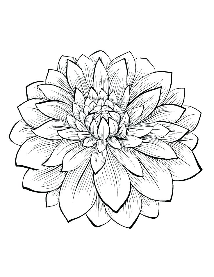 736x950 Coloring Pages Adults Coloring Pages Flower Flower Coloring Pages