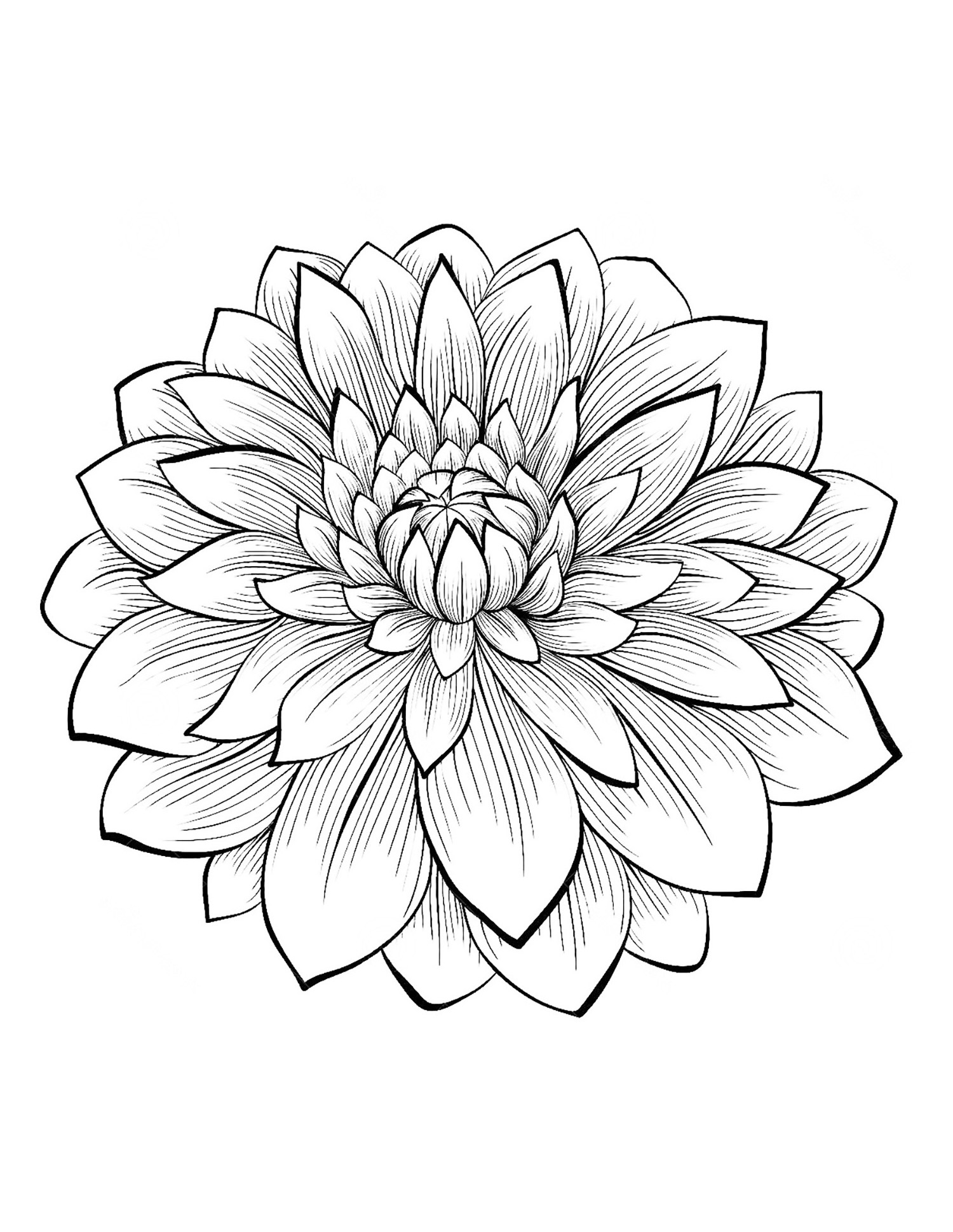 1500x1937 Dahlia