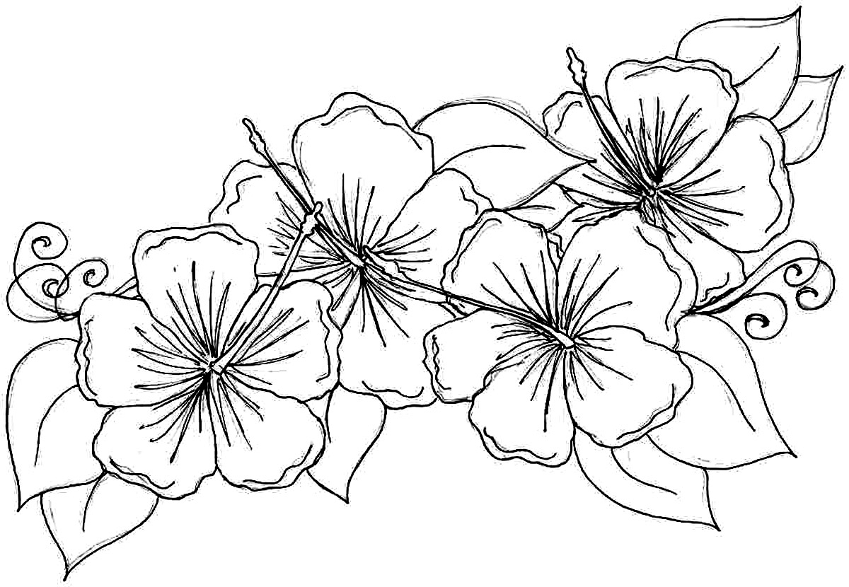 1200x830 Revisited Colour Pages Of Flowers Flower Color