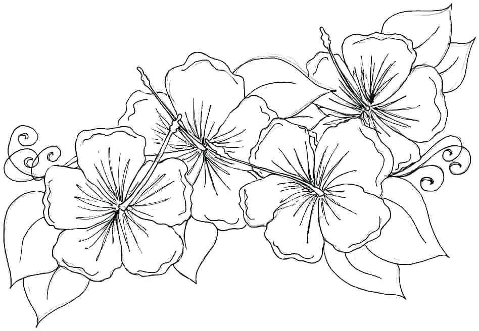 948x656 Flower Coloring Pages For Adults Or Free Printable Coloring Pages