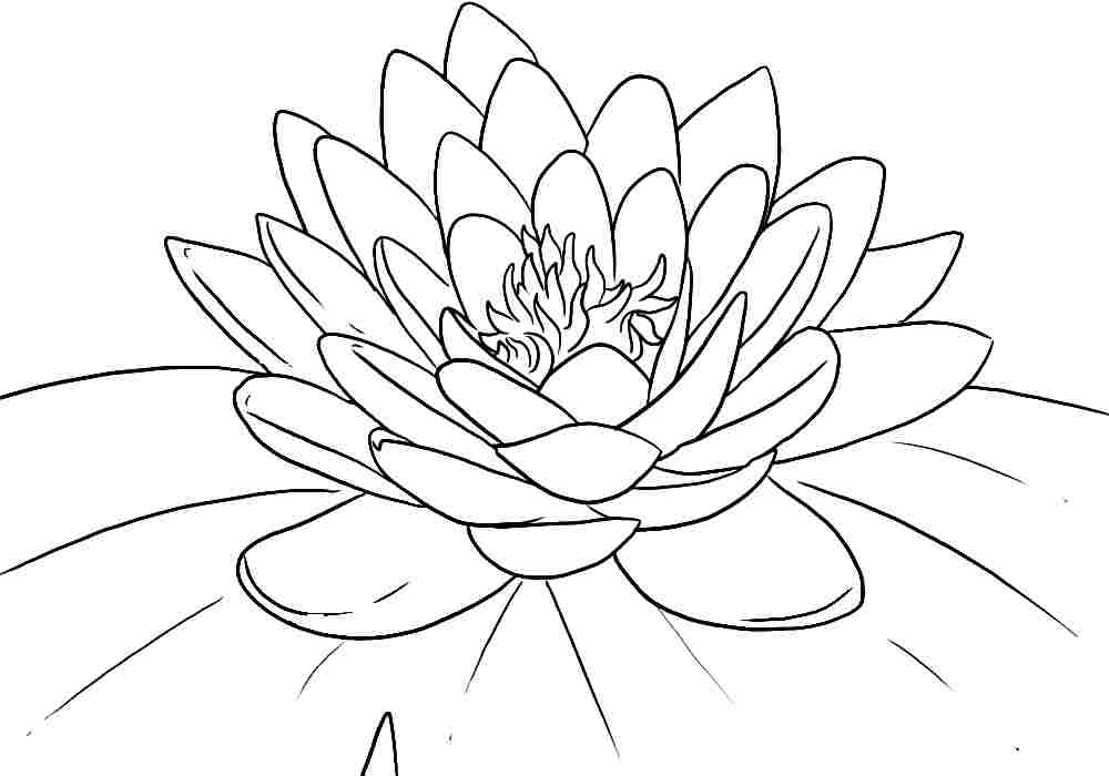 1000x700 Free Printable Lotus Coloring Pages For Kids