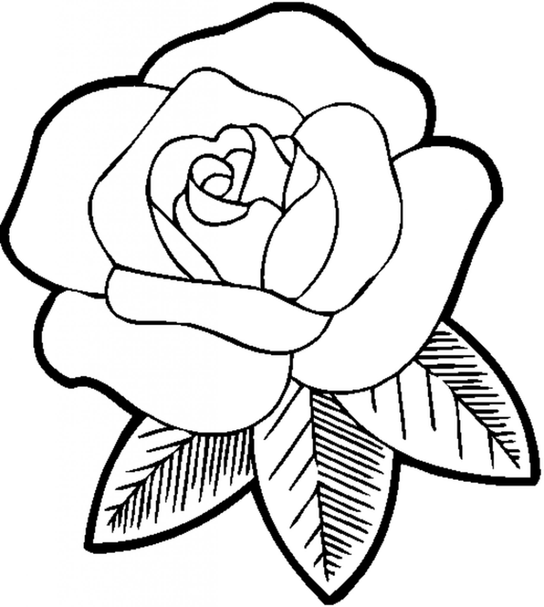 1833x2048 Rose Flower Coloring Pages For Girls