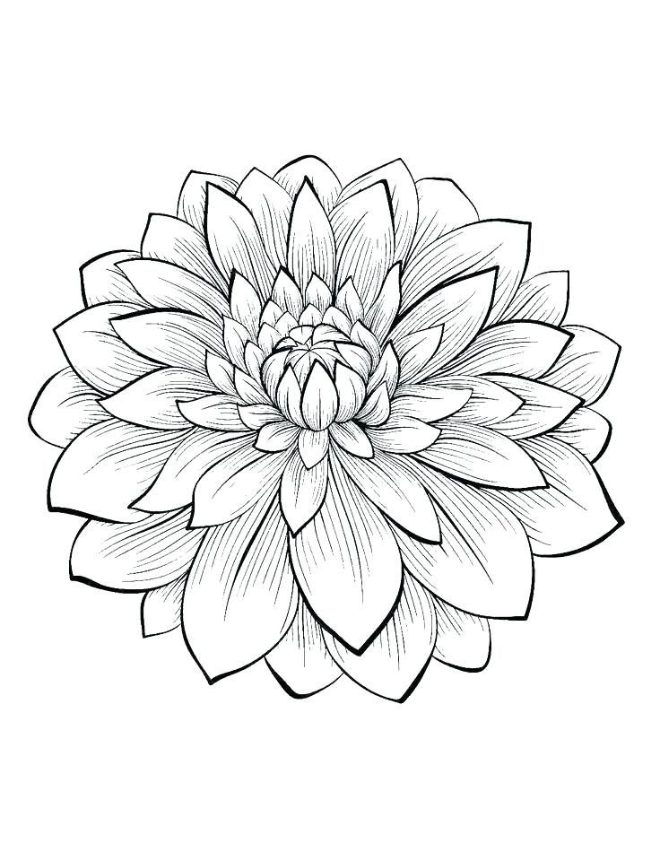 736x950 Best Of Flower Coloring Pages Pdf Or Cool Flower Coloring Pages