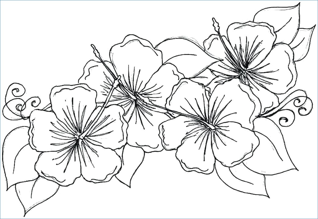Flower Coloring Pages Images