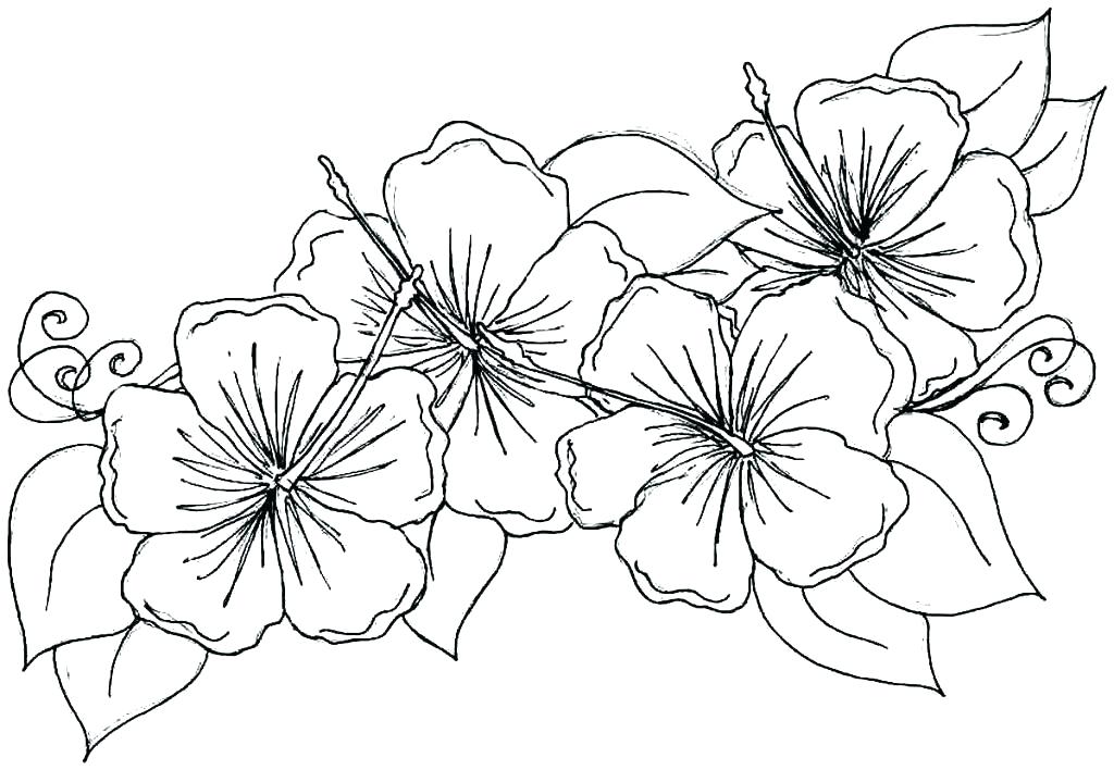 1024x708 Flower Print Out Coloring Pages Coloring Pages Flowers Printable